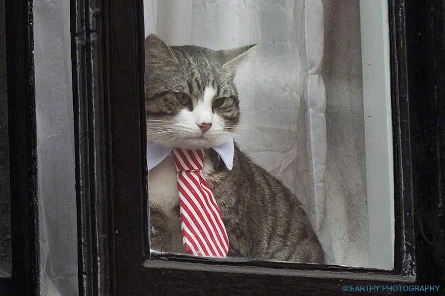 Julian Assange Embassy Cat